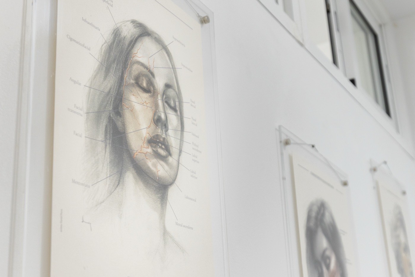 Lámina de anatomía facial en una sala de tratamiento